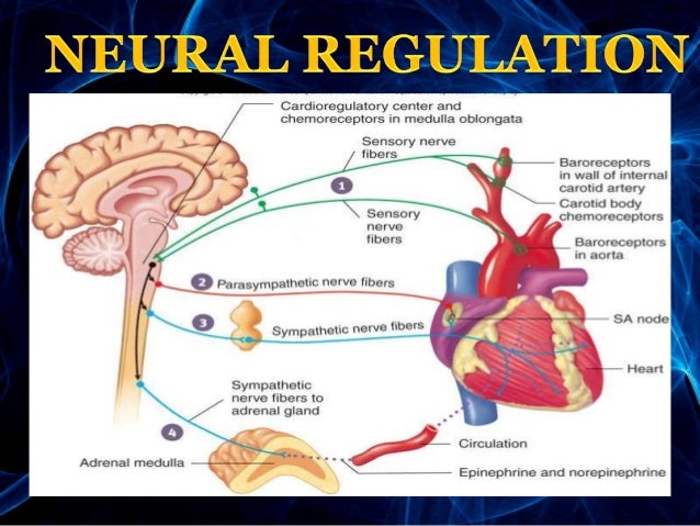 (heart beat) regulation of cardiac activity