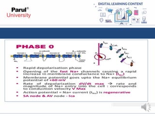 Cardiac action potential | PDF