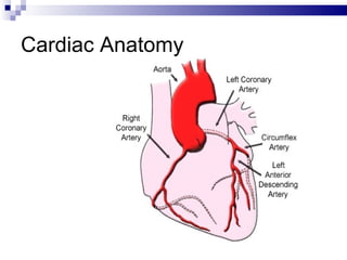 Cardiac Anatomy 