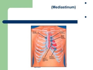 
          (Mediastinum)

                          




kamrani
 