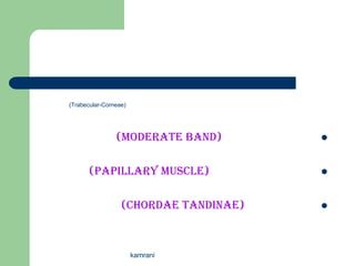 (Trabecular-Corneae)




                (Moderate Band)        


       (Papillary Muscle)              


                  (Chordae Tandinae)   




                       kamrani
 