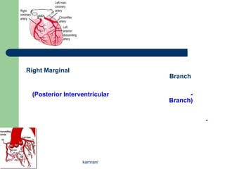 Right Marginal
                               Branch

 (Posterior Interventricular         -
                               Branch)


                                         -




                  kamrani
 