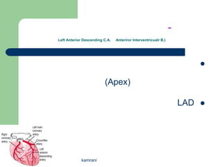 -
Left Anterior Descending C.A.   Anteriror Interventricualr B.)




                                                                           

                         (Apex)

                                                                     LAD   




            kamrani
 