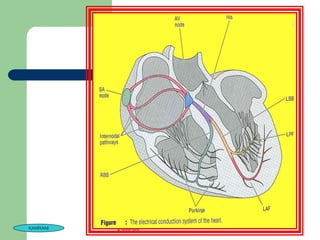 KAMRANI
          kamrani
 
