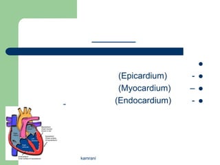 
           (Epicardium)   -   
           (Myocardium)   –   
          (Endocardium)   -   




kamrani
 