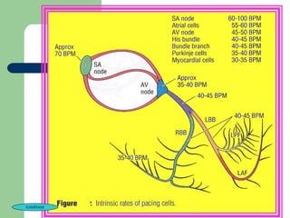 KAMRANI
          kamrani
 
