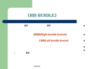 (His Bundle)

    AV                AV                  



           (RBB(Right bundle branch)      


                 LBB(Left bundle branch   


                                          
                                          
-   AV




           kamrani
 
