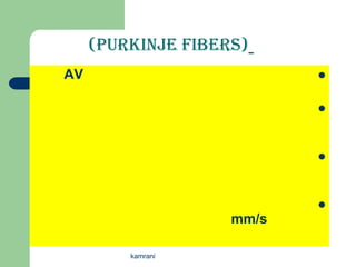 (Purkinje Fibers)
AV                         


                           



                           



                           
                    mm/s

         kamrani
 