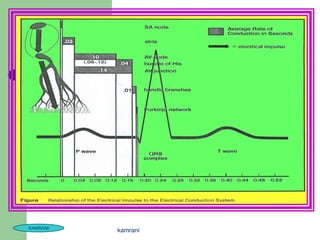 KAMRANI
          kamrani
 