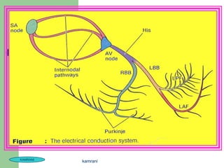 KAMRANI
          kamrani
 