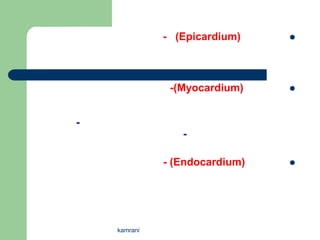 - (Epicardium)    




               -(Myocardium)    



-
                 -

              - (Endocardium)   




    kamrani
 