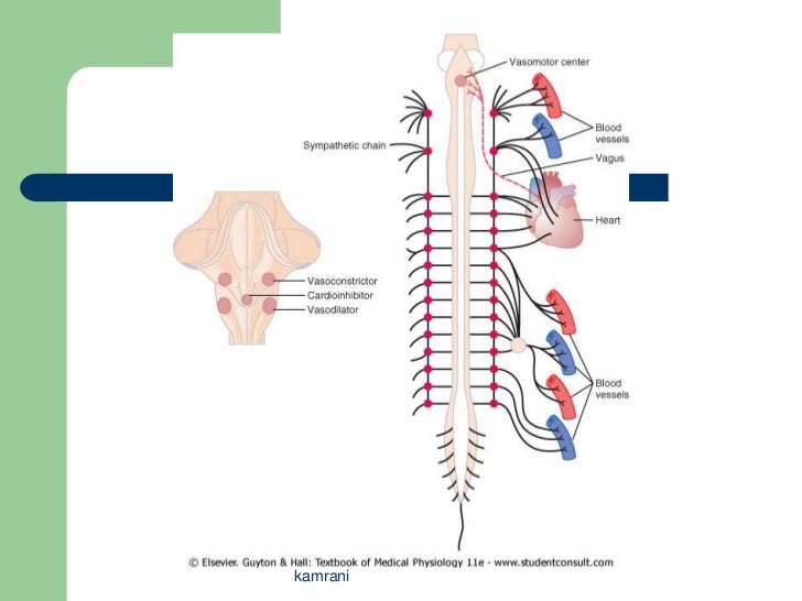 Cardiac anatomy