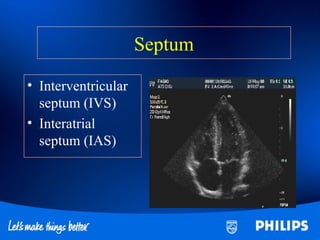 Cardiac anatomy | PPT