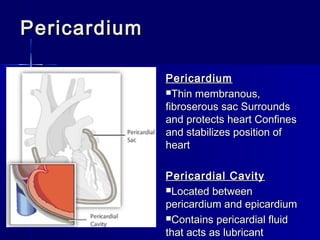 PericardiumPericardium
PericardiumPericardium
Thin membranous,Thin membranous,
fibroserous sac Surroundsfibroserous sac Surrounds
and protects heart Confinesand protects heart Confines
and stabilizes position ofand stabilizes position of
heartheart
Pericardial CavityPericardial Cavity
Located betweenLocated between
pericardium and epicardiumpericardium and epicardium
Contains pericardial fluidContains pericardial fluid
that acts as lubricantthat acts as lubricant
 
