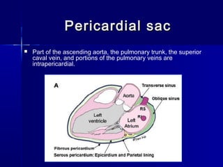 Pericardial sacPericardial sac
 Part of the ascending aorta, the pulmonary trunk, the superior
caval vein, and portions of the pulmonary veins are
intrapericardial.
 