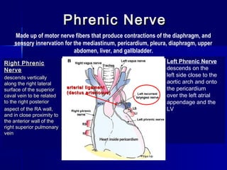 Phrenic NervePhrenic Nerve
Made up of motor nerve fibers that produce contractions of the diaphragm, and
sensory innervation for the mediastinum, pericardium, pleura, diaphragm, upper
abdomen, liver, and gallbladder.
Left Phrenic Nerve
descends on the
left side close to the
aortic arch and onto
the pericardium
over the left atrial
appendage and the
LV
Right PhrenicRight Phrenic
NerveNerve
descends verticallydescends vertically
along the right lateralalong the right lateral
surface of the superiorsurface of the superior
caval vein to be relatedcaval vein to be related
to the right posteriorto the right posterior
aspect of the RA wall,aspect of the RA wall,
and in close proximity toand in close proximity to
the anterior wall of thethe anterior wall of the
right superior pulmonaryright superior pulmonary
veinvein
arterial ligamentarterial ligament
(dactus arteriosus)(dactus arteriosus)
 