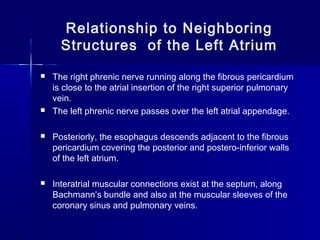 Relationship to Neighboring
Structures of the Left Atrium
 The right phrenic nerve running along the fibrous pericardium
is close to the atrial insertion of the right superior pulmonary
vein.
 The left phrenic nerve passes over the left atrial appendage.
 Posteriorly, the esophagus descends adjacent to the fibrous
pericardium covering the posterior and postero-inferior walls
of the left atrium.
 Interatrial muscular connections exist at the septum, along
Bachmann’s bundle and also at the muscular sleeves of the
coronary sinus and pulmonary veins.
 