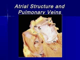 Atrial Structure andAtrial Structure and
Pulmonary VeinsPulmonary Veins
 