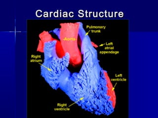 Cardiac StructureCardiac Structure
H.
 