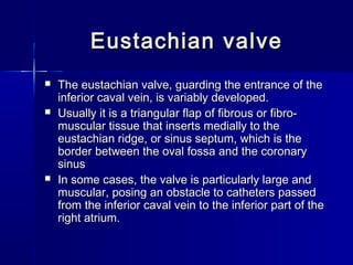 Eustachian valveEustachian valve
 The eustachian valve, guarding the entrance of theThe eustachian valve, guarding the entrance of the
inferior caval vein, is variably developed.inferior caval vein, is variably developed.
 Usually it is a triangular flap of fibrous or fibro-Usually it is a triangular flap of fibrous or fibro-
muscular tissue that inserts medially to themuscular tissue that inserts medially to the
eustachian ridge, or sinus septum, which is theeustachian ridge, or sinus septum, which is the
border between the oval fossa and the coronaryborder between the oval fossa and the coronary
sinussinus
 In some cases, the valve is particularly large andIn some cases, the valve is particularly large and
muscular, posing an obstacle to catheters passedmuscular, posing an obstacle to catheters passed
from the inferior caval vein to the inferior part of thefrom the inferior caval vein to the inferior part of the
right atrium.right atrium.
 