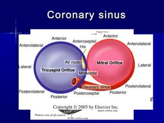 Coronary sinusCoronary sinus
 