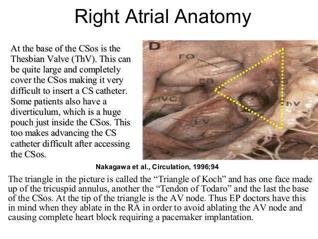 Cardiac Anatomy_20120916_南區
