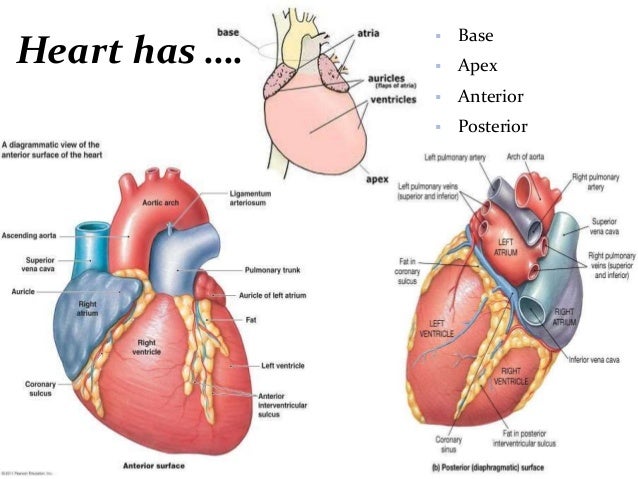 Cardiac anatomy and physiology