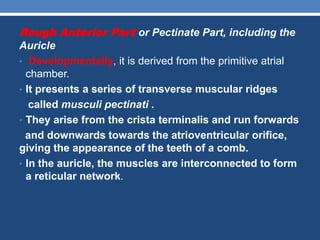 Pectinate Ridges cardiac anatomy for students | PPTX