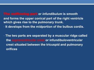 Infundibulation Types cardiac anatomy for students | PPTX