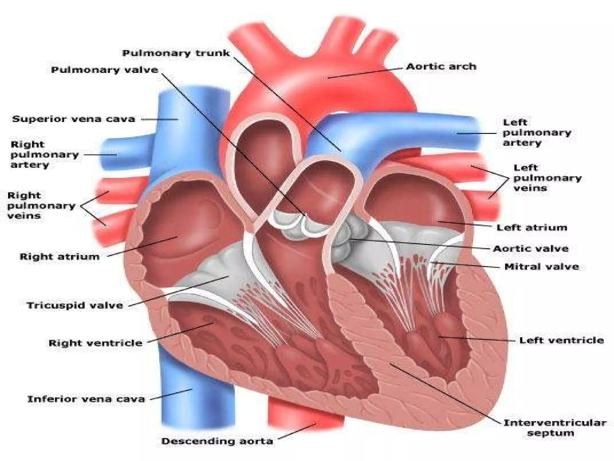 Cardiac anatomy and physiology | PPT