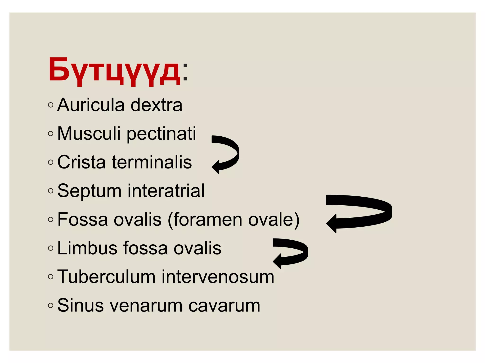 Зүрхний анатоми ба физиологи | PPT