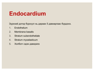 Зүрхний анатоми ба физиологи | PPT