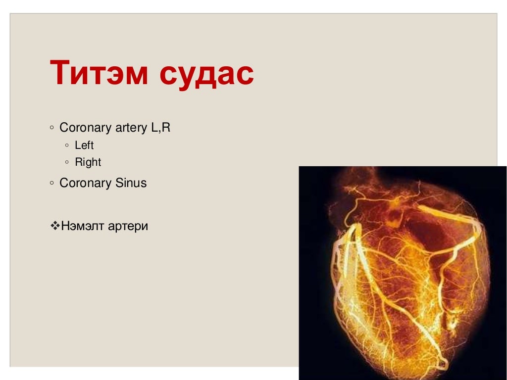 Зүрхний анатоми ба физиологи