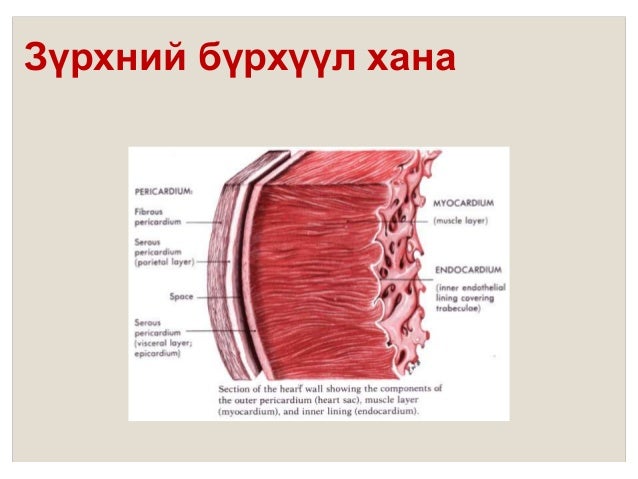 Зүрхний анатоми ба физиологи