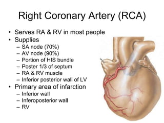 Inferoposterior Infarction Cardiac anatomy and physiology | PPT