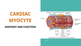 Comprehensive Overview of Cardiac Anatomy and Physiology for Medical ...