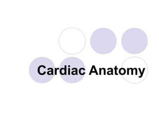 Cardiac Anatomy
 