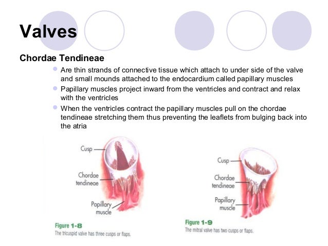 Cardiac anatomy powerpoint modified