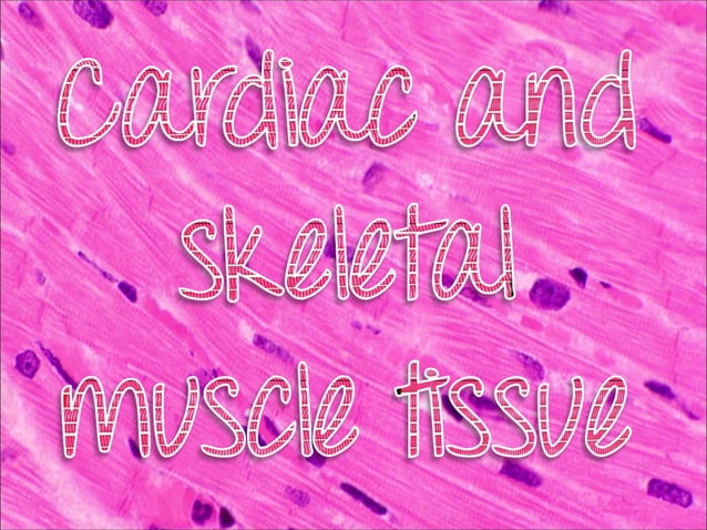 Cardiac and skeletal muscles1 | PPT