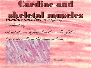 Cardiac and skeletal muscles1 | PPT