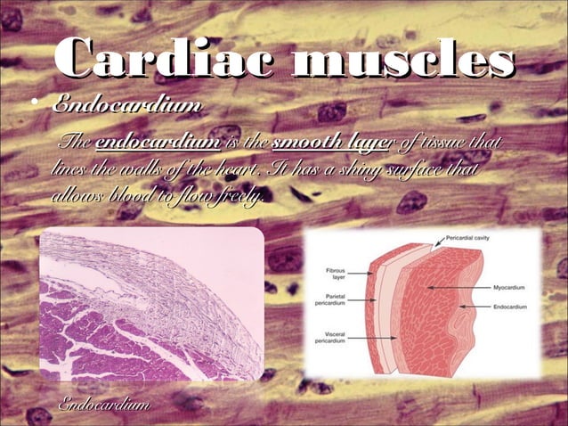 Cardiac and skeletal muscles1 | PPT