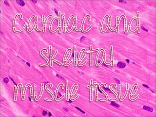 Cardiac and skeletal muscles1