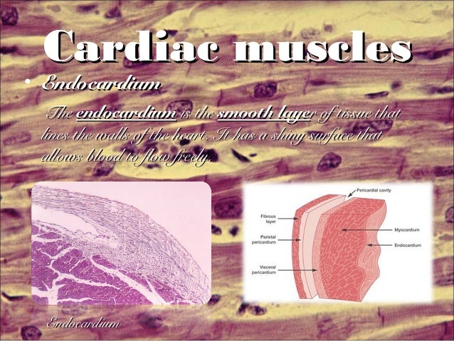 Cardiac and skeletal muscles1