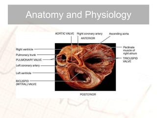 Anatomy and Physiology 