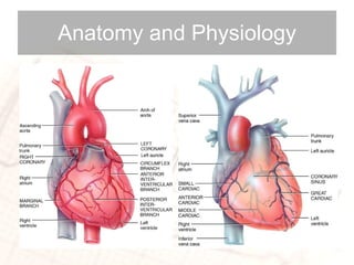 Anatomy and Physiology 
