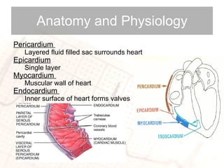 Anatomy and Physiology Pericardium  Layered fluid filled sac surrounds heart  Epicardium Single layer Myocardium  Muscular wall of heart  Endocardium  Inner surface of heart forms valves 