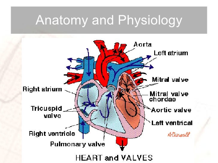 Cardiac Anatomy and Physiology