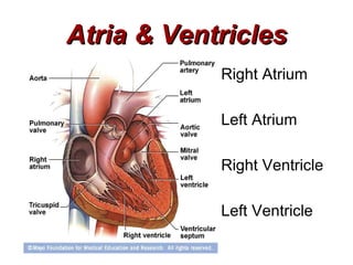 Atria & Ventricles
            Right Atrium

            Left Atrium

            Right Ventricle

            Left Ventricle
 