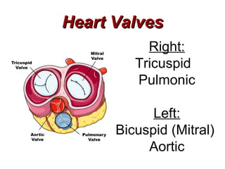 Heart Valves
           Right:
         Tricuspid
         Pulmonic

            Left:
      Bicuspid (Mitral)
           Aortic
 