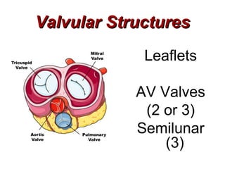 Valvular Structures
             Leaflets

            AV Valves
             (2 or 3)
            Semilunar
                (3)
 